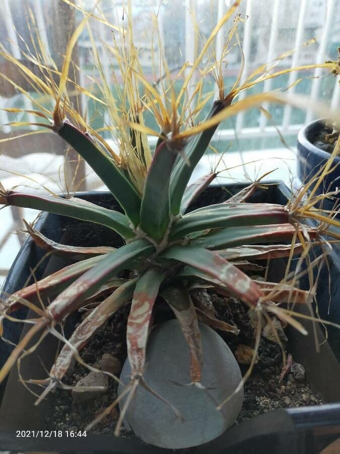 Cactus 7