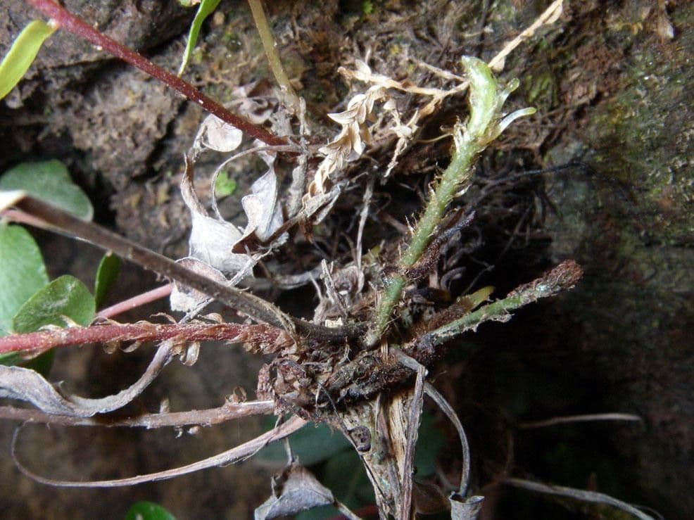 Blechnum gracile 8