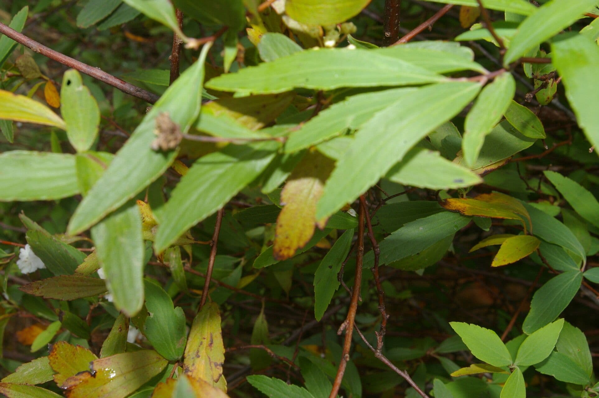 Ceanothus 8