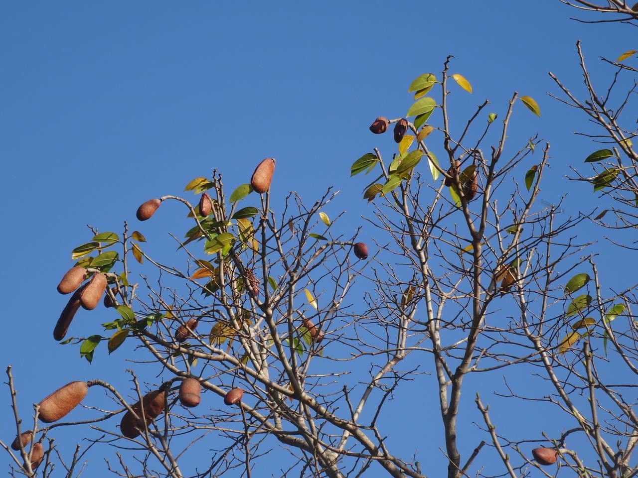 Hymenaea courbaril 6
