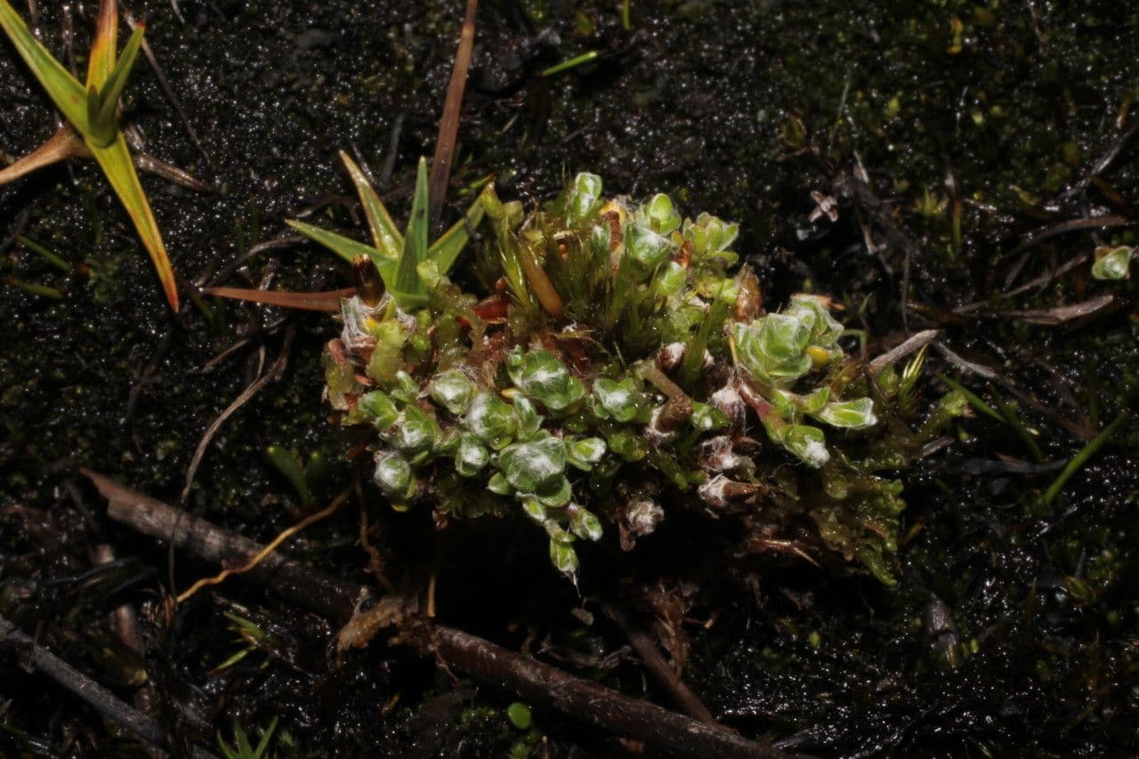 Cuatrecasasiella