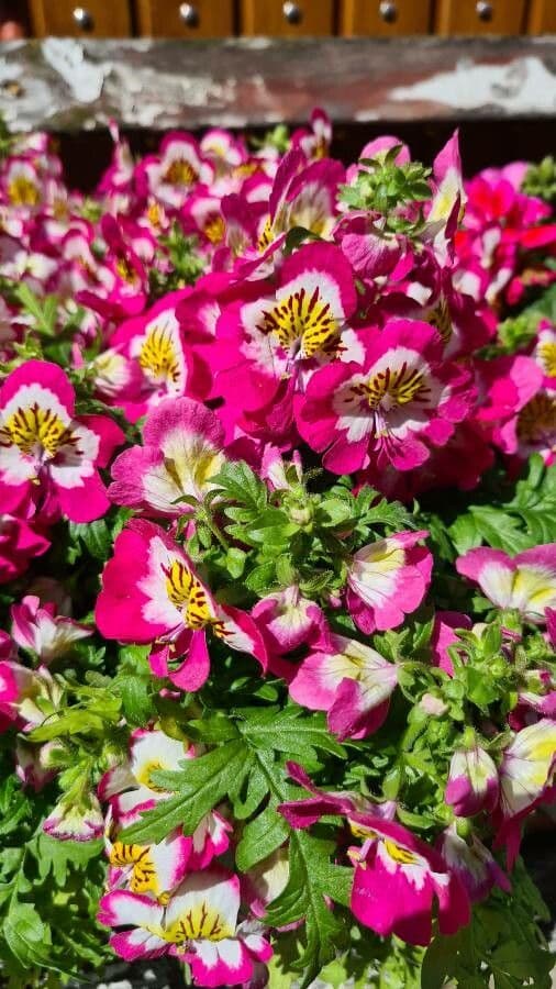 Schizanthus pinnatus 5