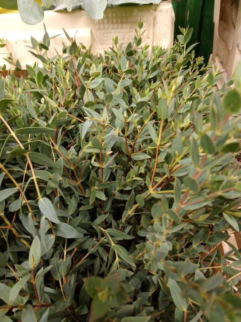 Kybean-Eukalyptus 6