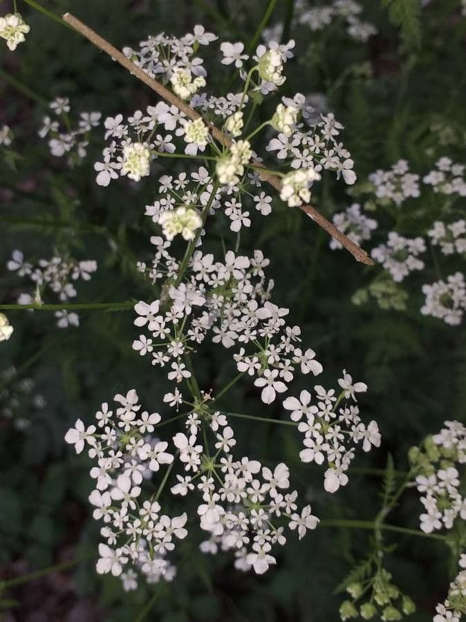 Cerfoglio selvatico 9