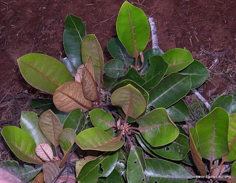 Planchonella 3