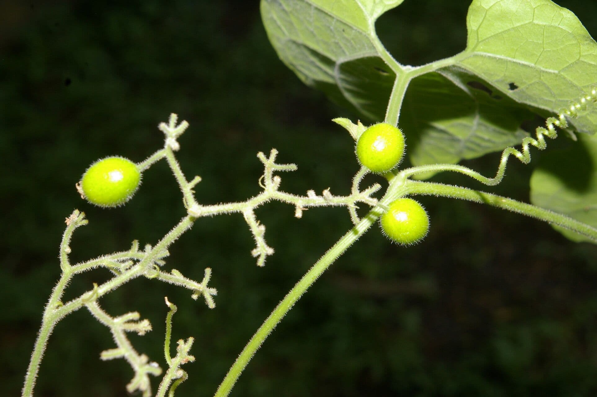 Sicydium 4