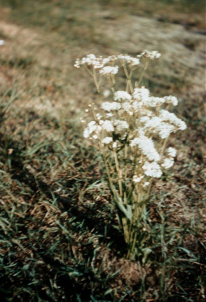 Allegheny brookfoam 2