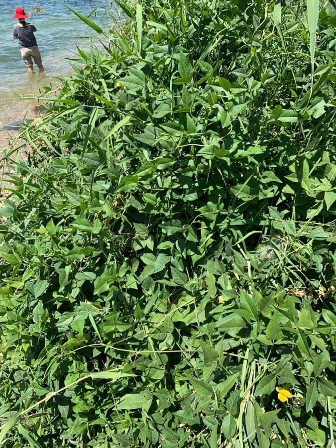 Vigna luteola 12