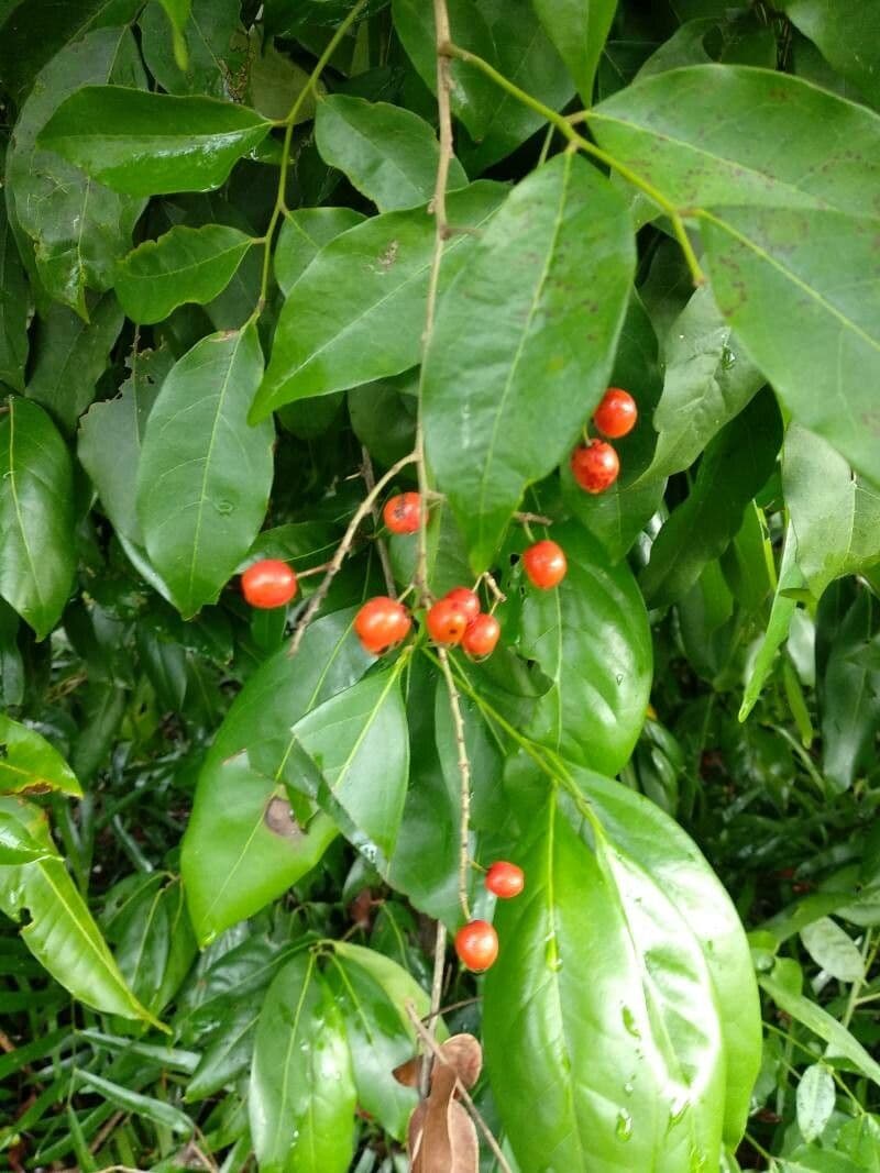 Picramnia pentandra