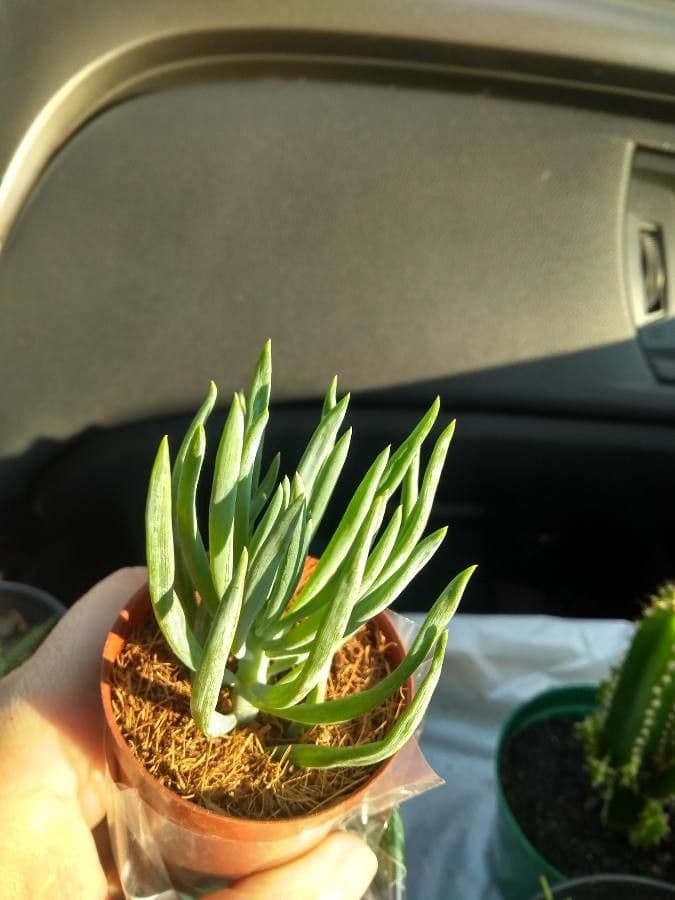 Dudleya