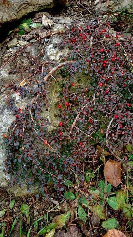 Cotoneaster 14