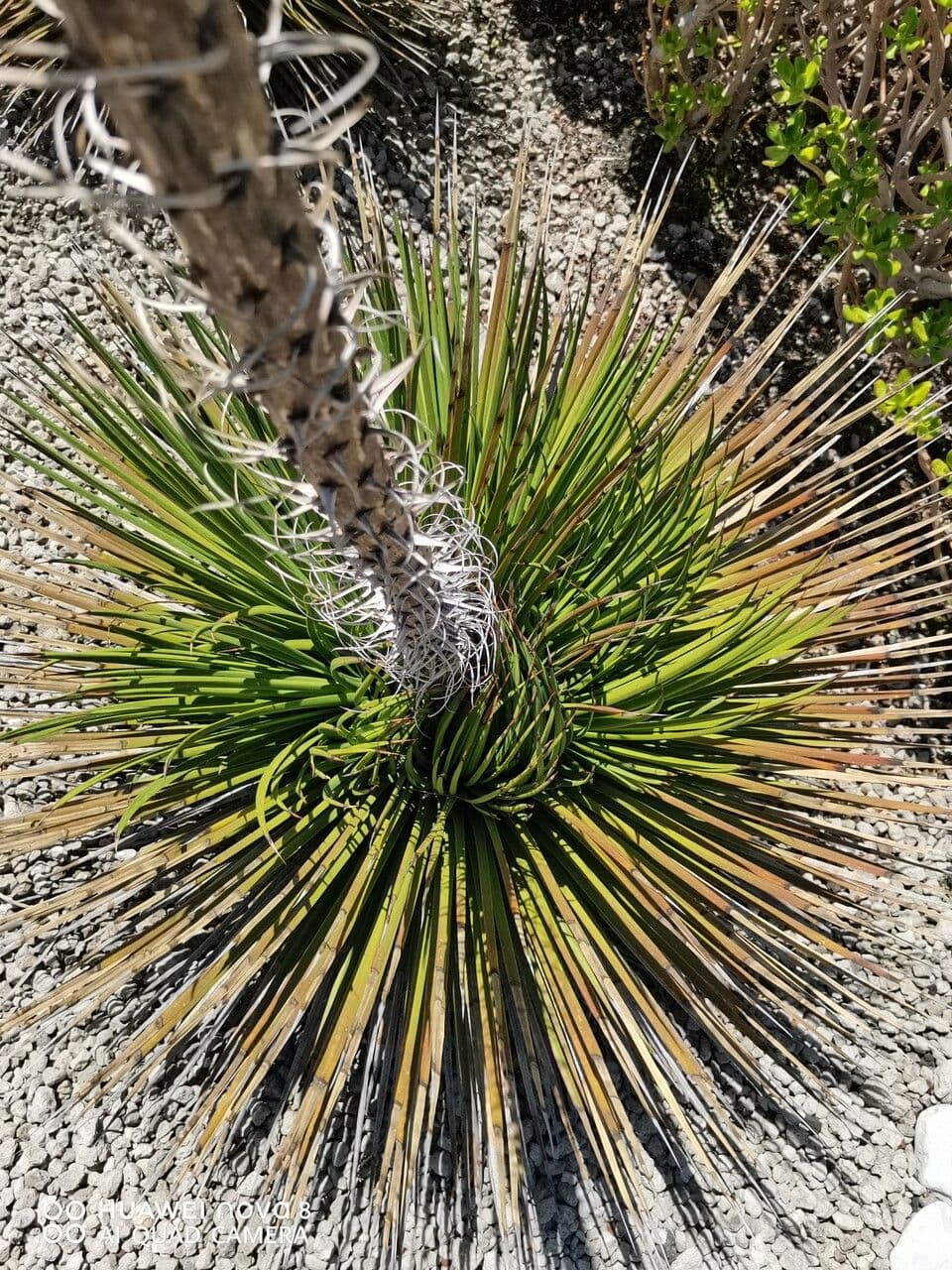 Agave 6
