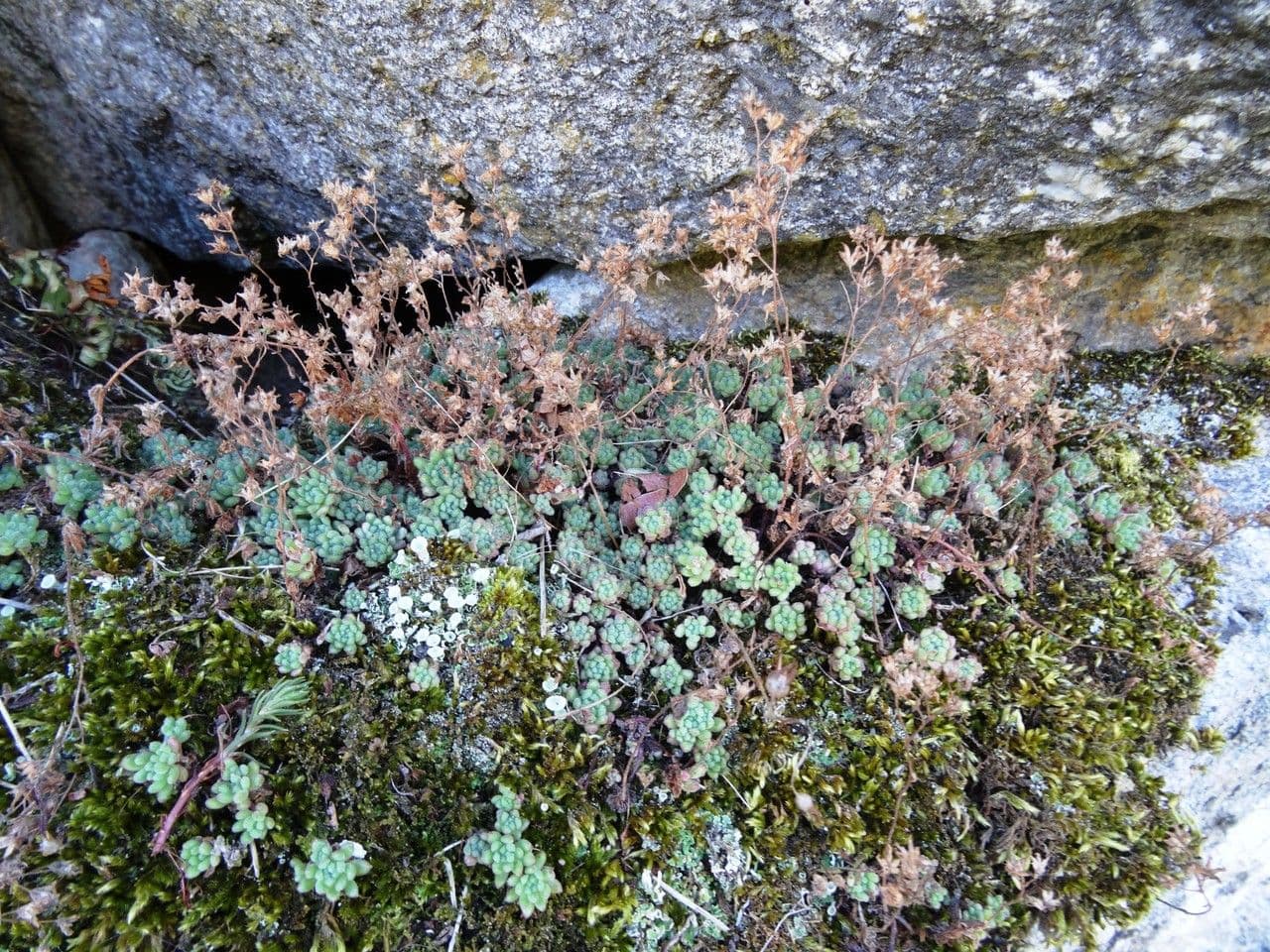 Sedum 12