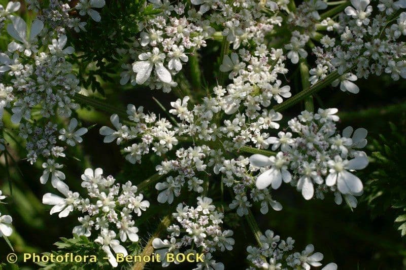Carota selvatica irta 13