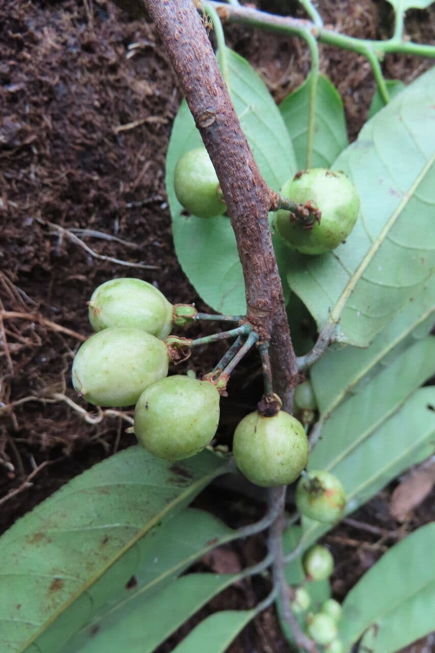 Laetia alta 5