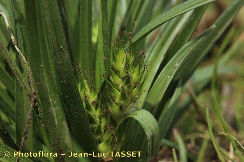Osemenka 9