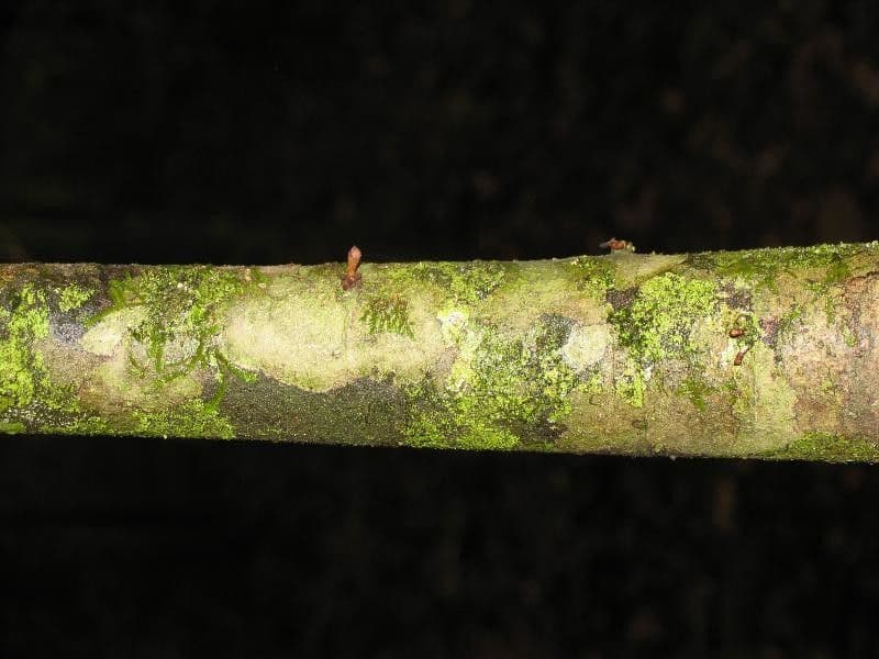 Anaxagorea 16