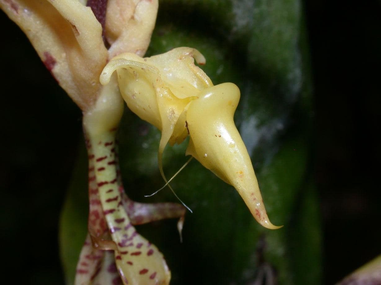 Gongora 2