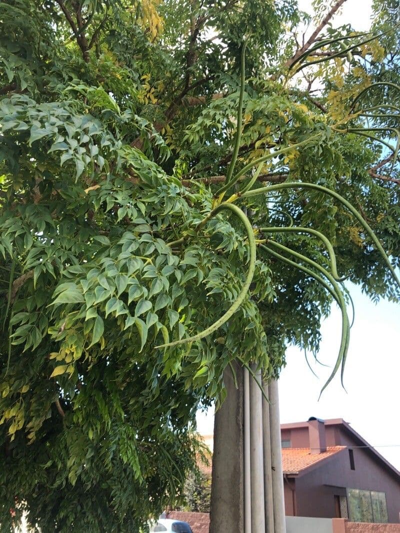 Radermachera sinica 2