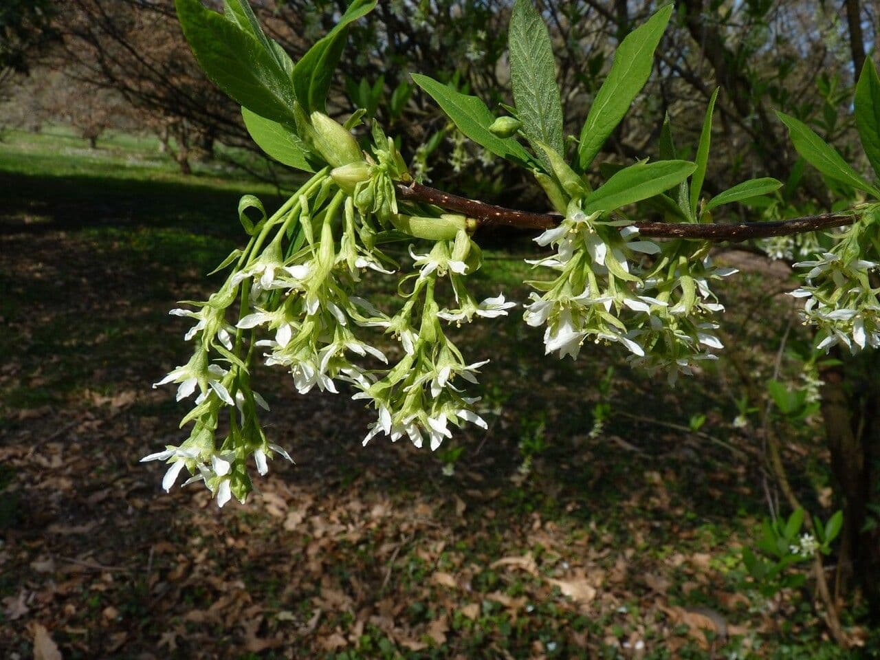 Oemleria cerasiformis 13