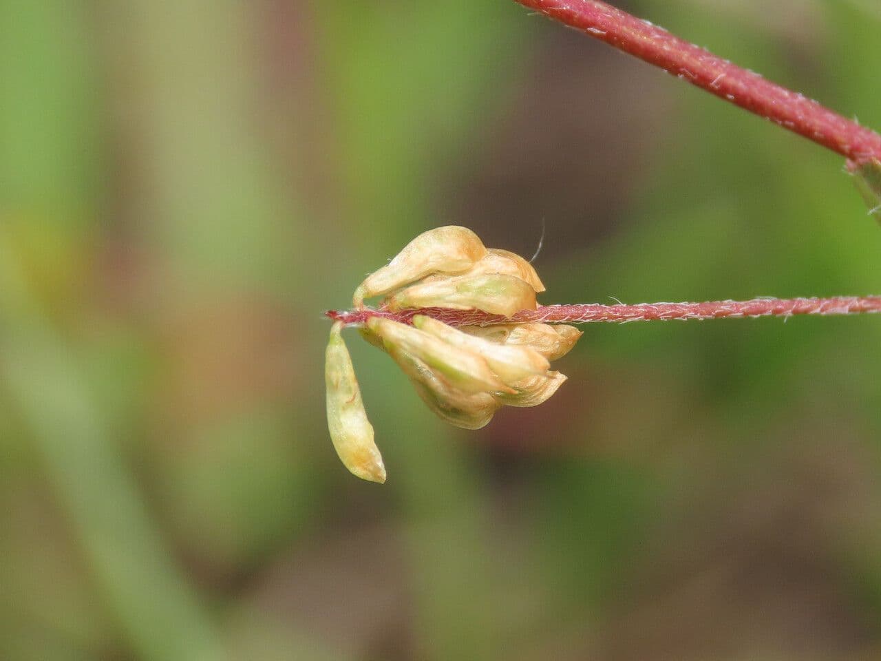 Trifoglio dubbio 5