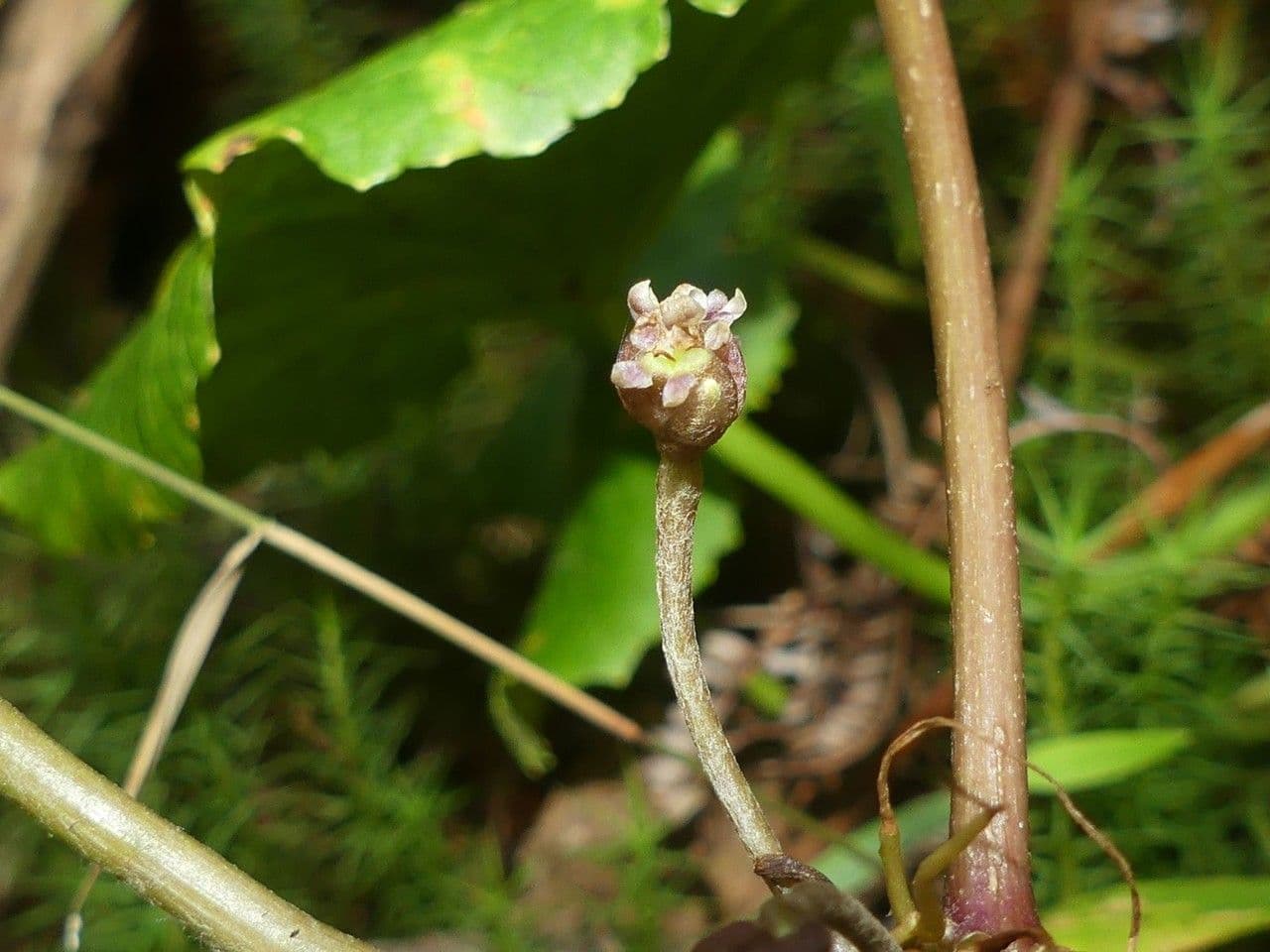 Centella asiatica 6
