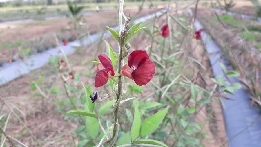 Macroptilium lathyroides 6