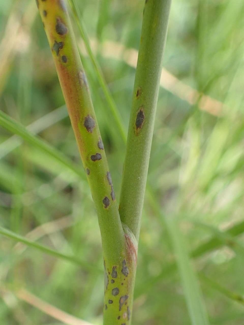 Aglio testatonda 23