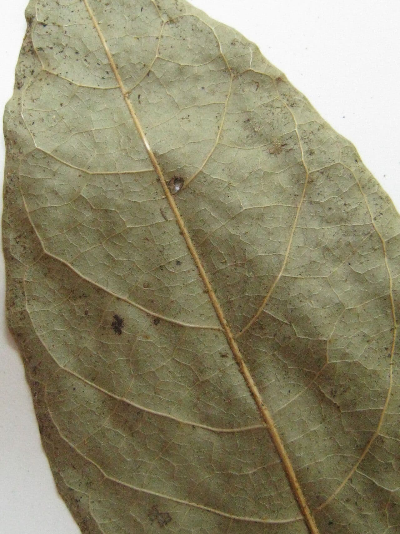 Duguetia 14