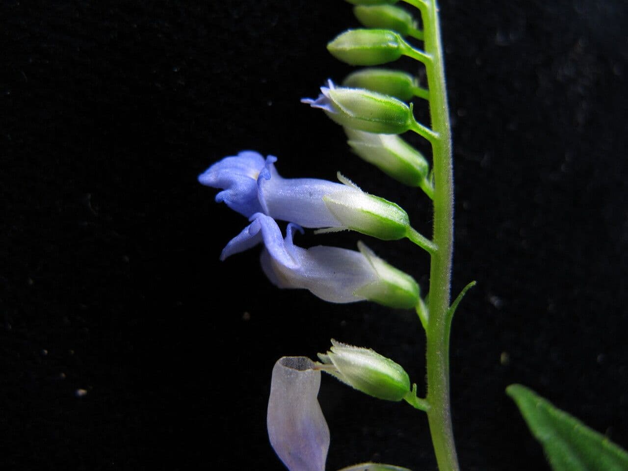 Rhynchoglossum 3