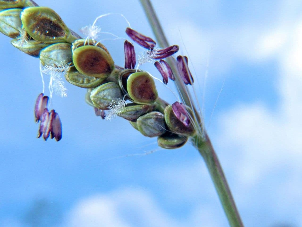 Paspalum plicatulum 8