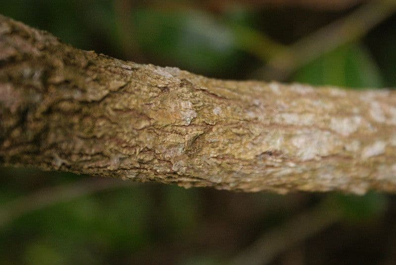 Ocotea 16