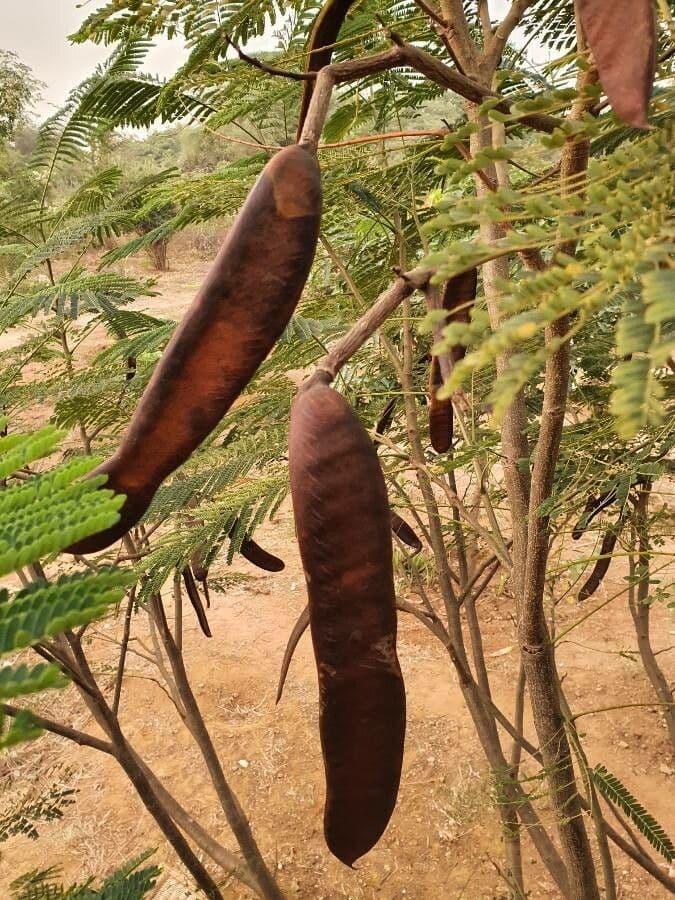 Peltophorum africano 5
