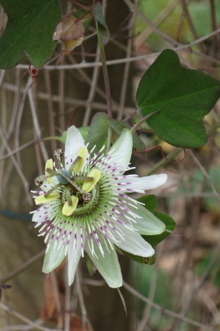 Passiflora 3
