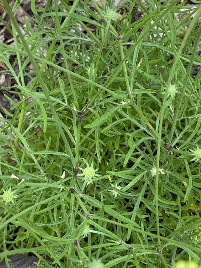 Ockergelber Witwenblumen 18