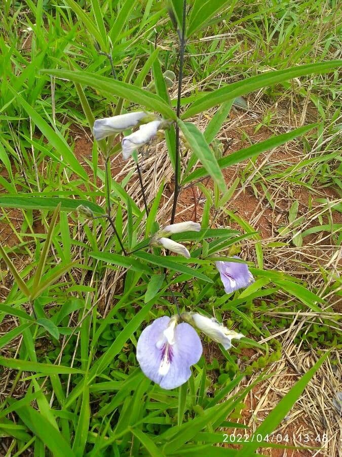 Clitoria 6