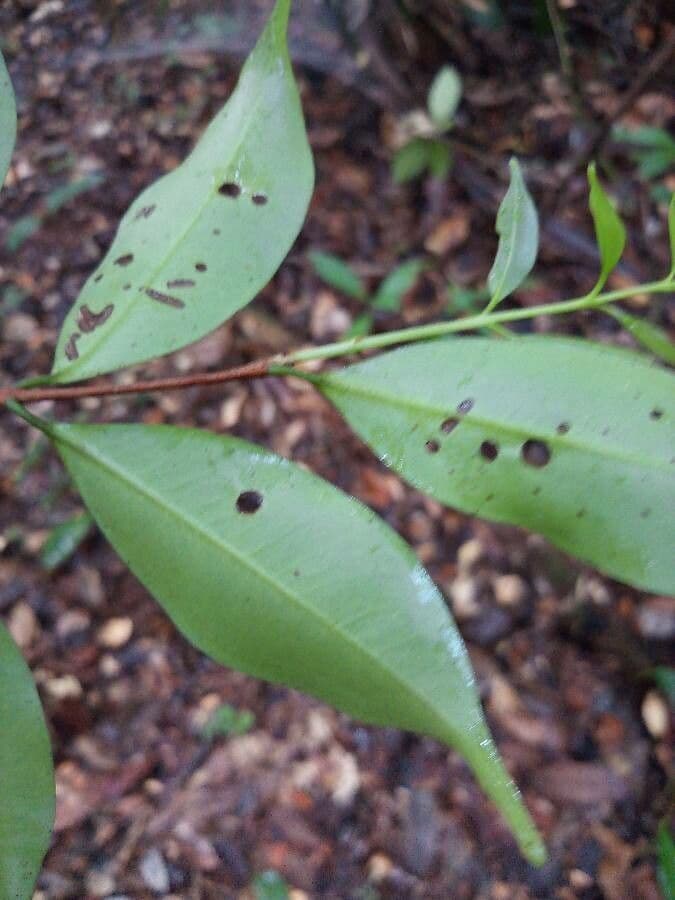 Eugenia 3
