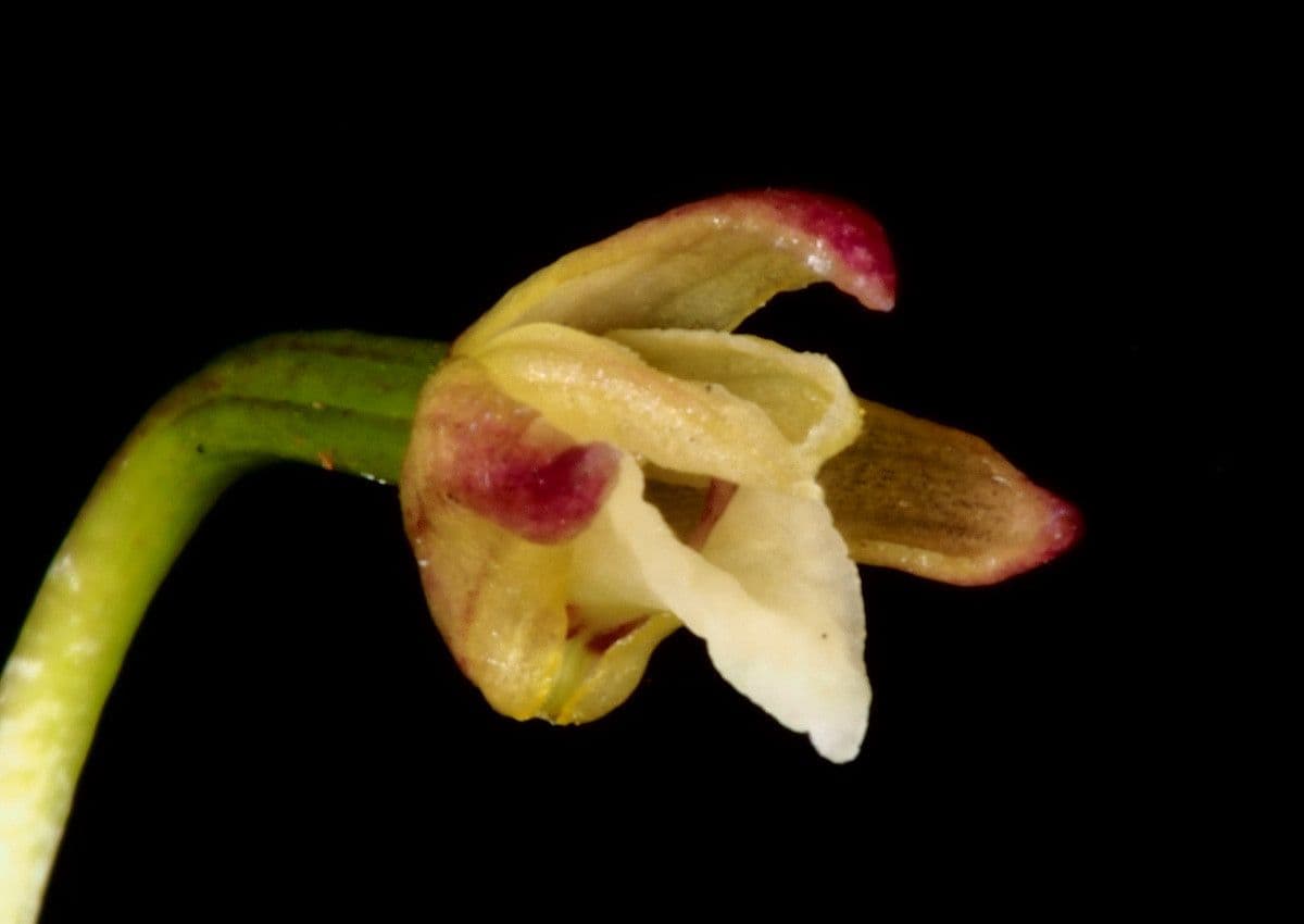 Dendrobium 2