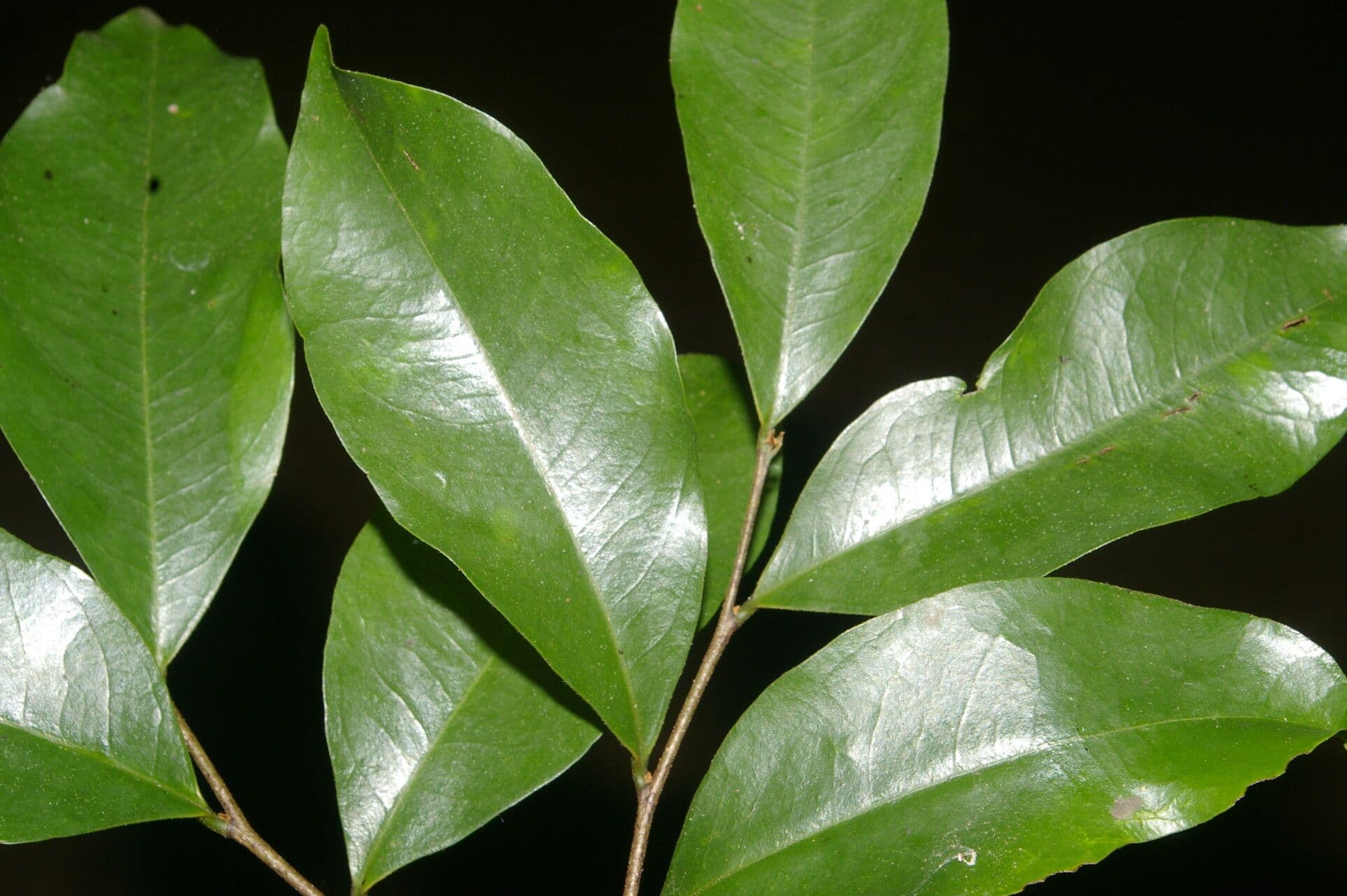 Desmopsis 10