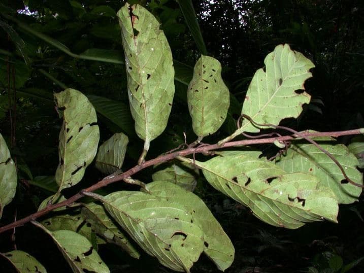 Pinzona coriacea 13