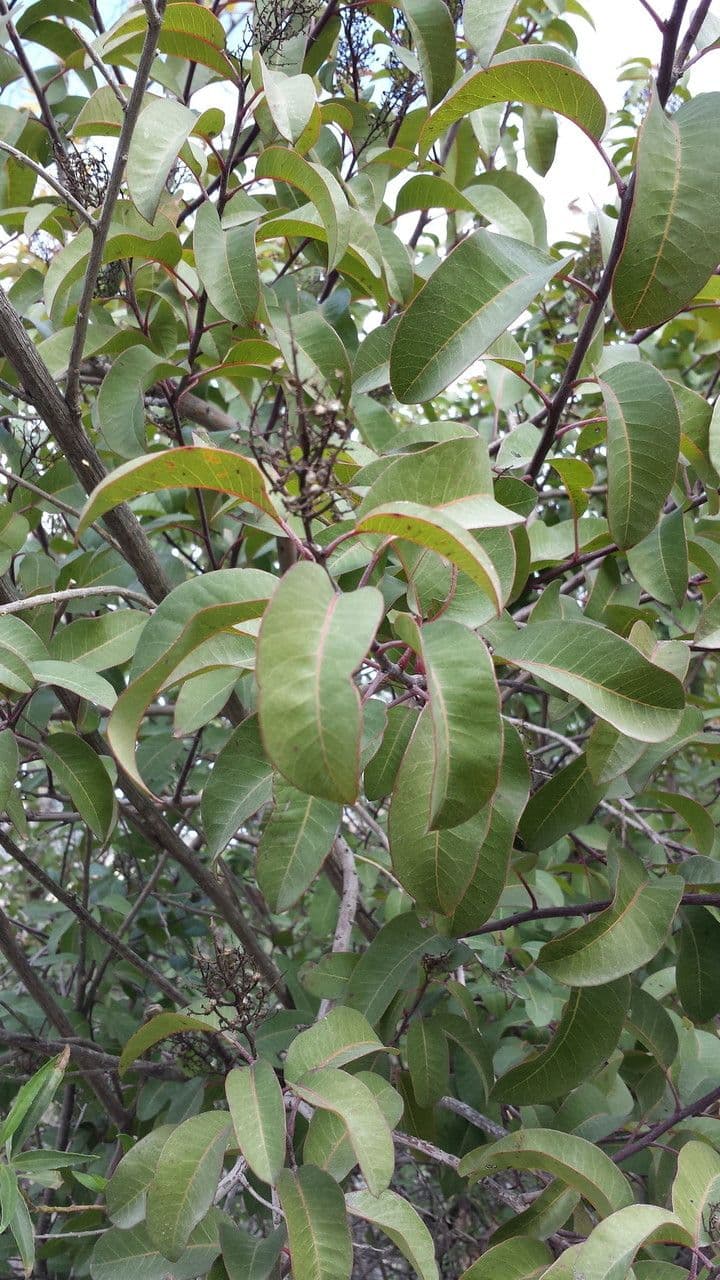 Malosma 11