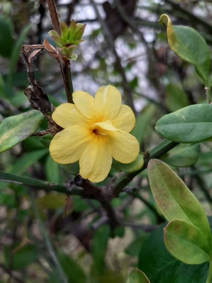 Winterjasmin 5