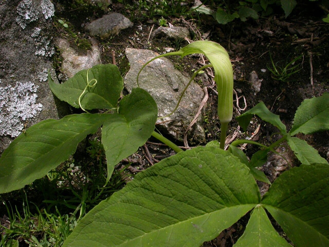 Áron 7