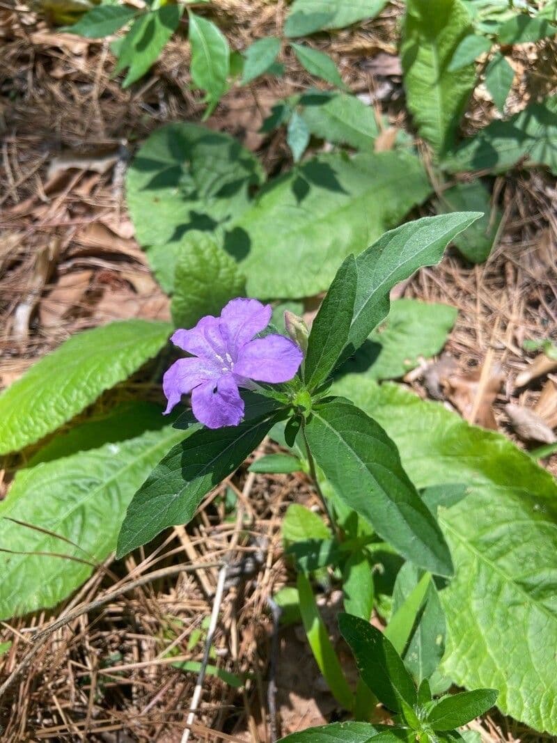 Ruellia 3