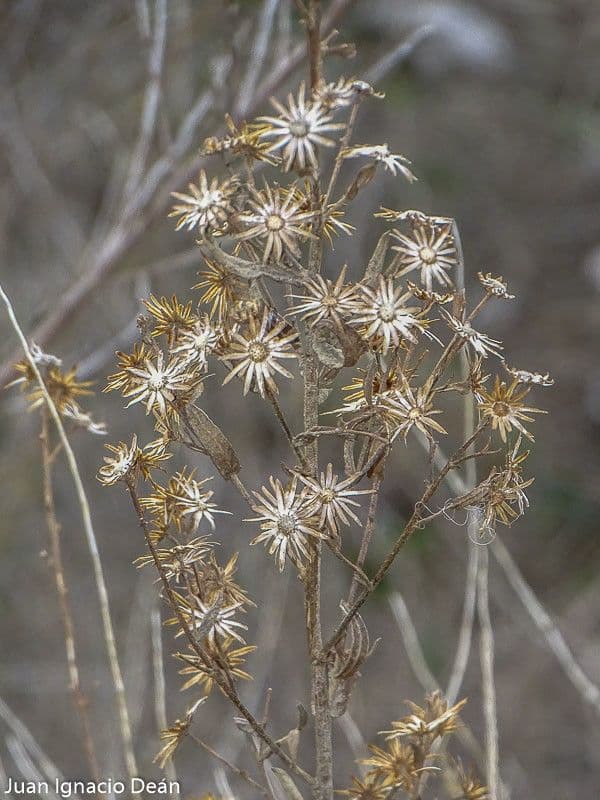Séneçon visqueux 5