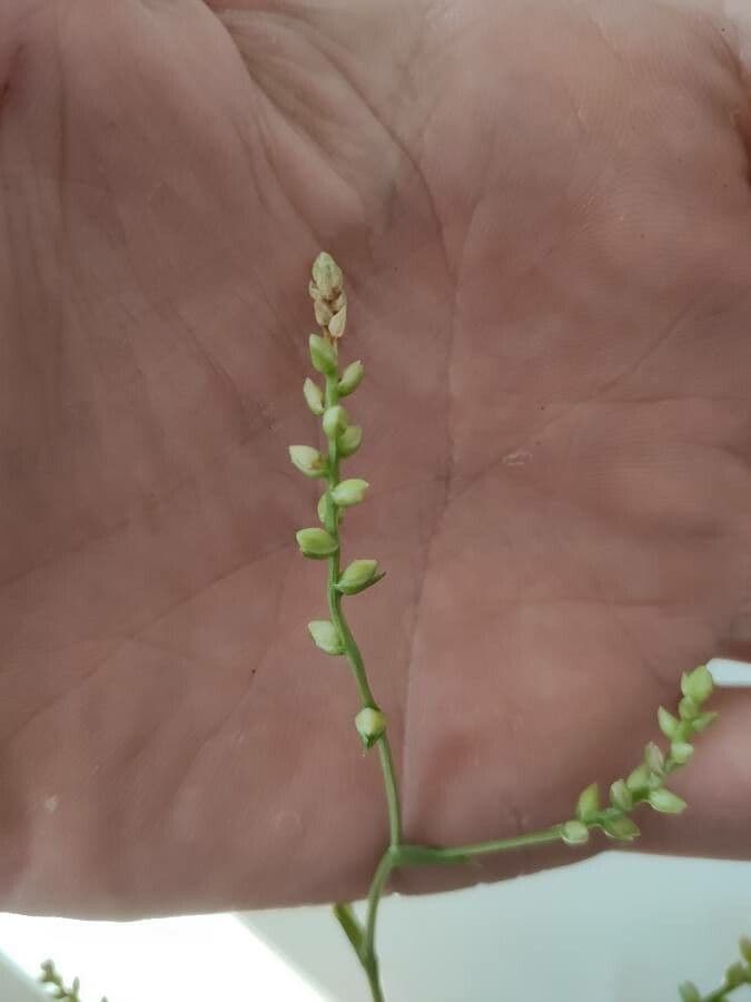 Catopsis sessiliflora 8