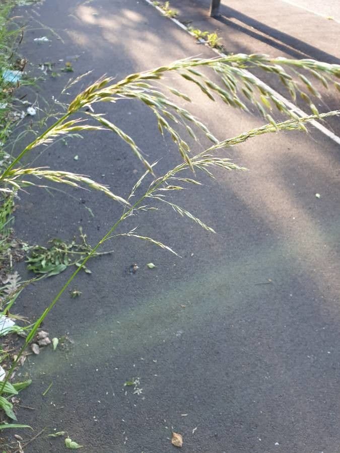 Eragrostis mexická 2