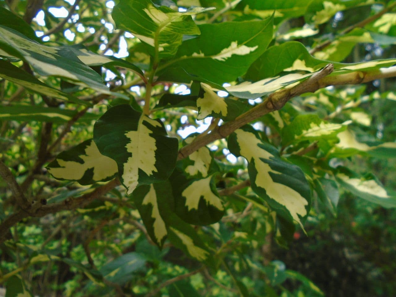 Graptophyllum pictum 23