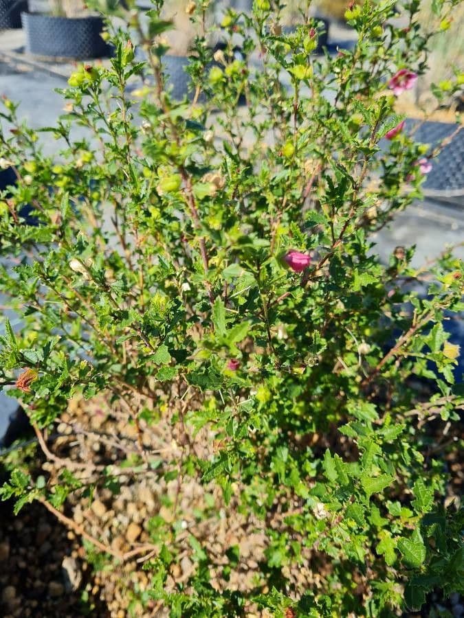 Anisodontea 17