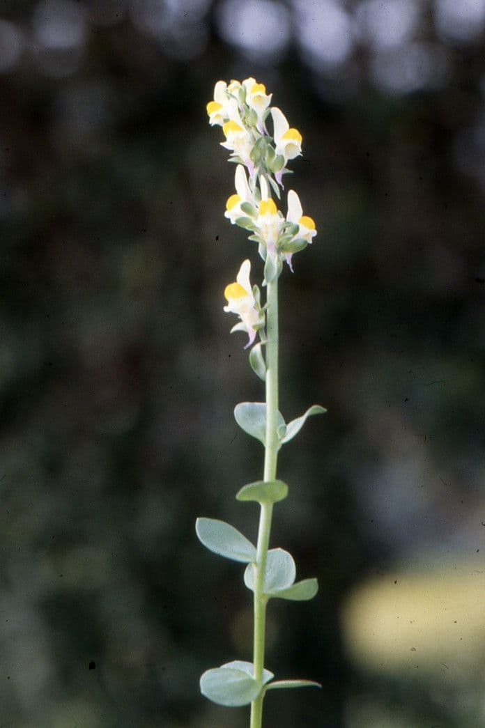 Linaria triphylla 10